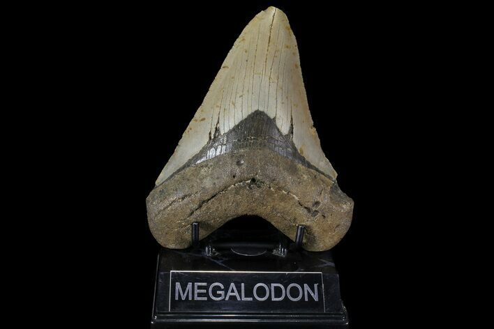 Fossil Megalodon Tooth - North Carolina #109766